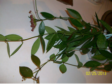 Gracilis Hoya