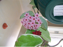 CARNOSA Krimson Queen Pyramide ����� ����
