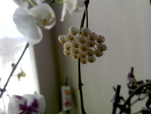 LACUNOSA \" Eskimo\" Variegata