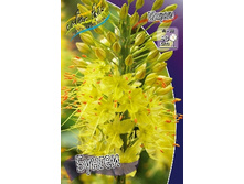 Eremurus Stenophyllus (bungei) 82,10�. �� 2 ��.jpg