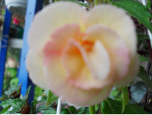 SDC12998.JPG