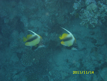 SN850306.JPG