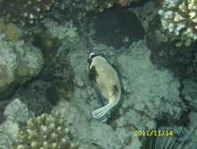 SN850310.JPG