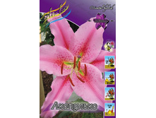 Lilium Acapulco 111,1�. �� 10��.jpg