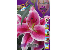 Lilium Action 158,3� �� 10��.jpg