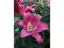 Lilium Adelante NEW 218,1�. �� 10��.jpg