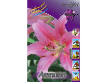 Lilium Aktiva 137,3�. �� 10��.jpg
