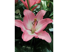 Lilium Albuflera NEW 139,4�. �� 10��.jpg
