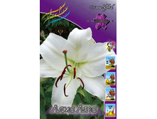 Lilium Alma Ata 116,4�. �� 10��.jpg