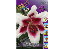 Lilium Altari 242,2�. �� 10��.jpg