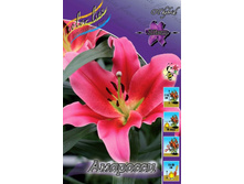 Lilium Amarossi 236,9�. �� 10��.jpg