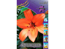Lilium Amateras 124,7�. �� 10��.jpg