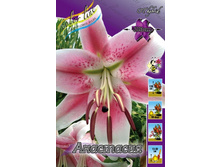 Lilium Anastasia 273,6�. �� 10��.jpg