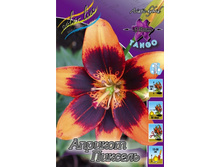 Lilium Apricot Pixel 168,8�. �� 10��.jpg