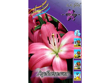 Lilium Arbatax 139,4�. �� 10��.jpg
