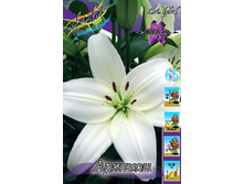 Lilium Arcachon 111,10�. �� 10��.jpg