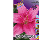 Lilium Arosa Jewel 142,6�. �� 10��.jpg