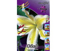 Lilium Aubade 142,6�. �� 10��.jpg
