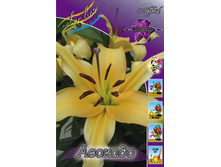 Lilium Avocado 200,2�. �� 10��.jpg