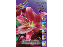 Lilium Baccardi 195�. �� 10��.jpg