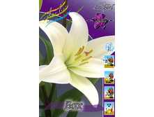 Lilium Bach 100,6�. �� 10��.jpg