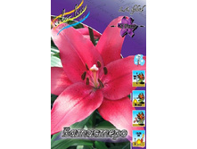 Lilium Batistero 116,4�. �� 10��.jpg