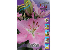 Lilium Bebop 168,8�. �� 10��.jpg