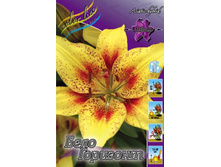 Lilium Belo Horizonte 168,8�. �� 10��.jpg