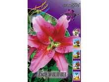 Lilium Bernini 142,6�. �� 10��.jpg