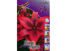 Lilium Black Out 132,10�. �� 10��.jpg