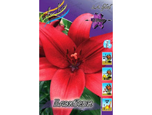 Lilium Blackburn 126,8�. �� 10��.jpg