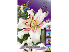 Lilium Bonbini 179,3�. �� 10��.jpg