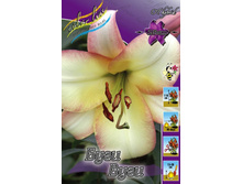 Lilium Boogie Woogie 247,4�. �� 10��.jpg