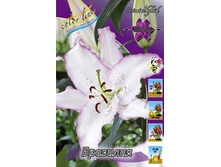 Lilium Brasilia 168,8�. �� 10��.jpg
