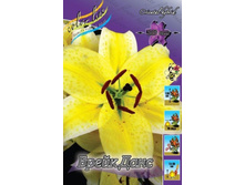 Lilium Break Dance 216�. �� 10��.jpg