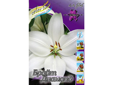 Lilium Bright Diamond 116,4�. �� 10��.jpg