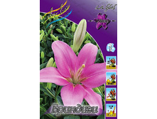 Lilium Brindisi 111,1�. �� 10��.jpg