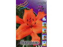 Lilium Brunello 126,8�. �� 10��.jpg