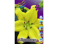 Lilium Busseto 143,6�. �� 10��.jpg