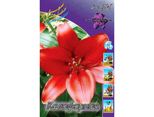 Lilium California 126,8�. �� 10��.jpg