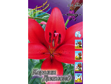 Lilium Carmine Diamond 126,8�. �� 10��.jpg