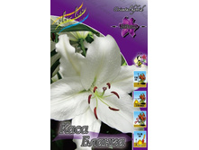 Lilium Casa Blanca 116,4�. �� 10��.jpg