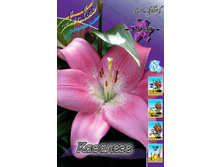 Lilium Cavalese 132,10�. �� 10��.jpg