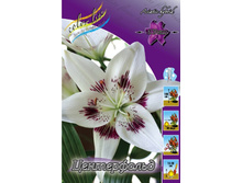 Lilium Centerfold 179,3�. �� 10��.jpg