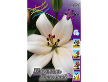 Lilium Champagne Diamond 126,8�. �� 10��.jpg