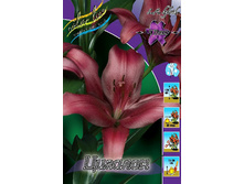 Lilium Cigalon 105,9�. �� 10��.jpg
