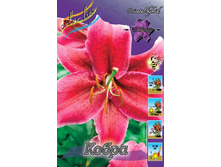 Lilium Cobra 153,1�. �� 10��.jpg