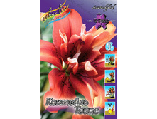 Lilium Cocktail Twins 231,7�. �� 10��.jpg