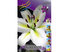 Lilium Cocossa 175,2�. �� 10��.jpg