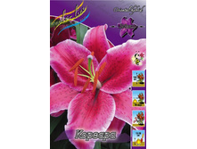 Lilium Corvara 145,7�. �� 10��.jpg